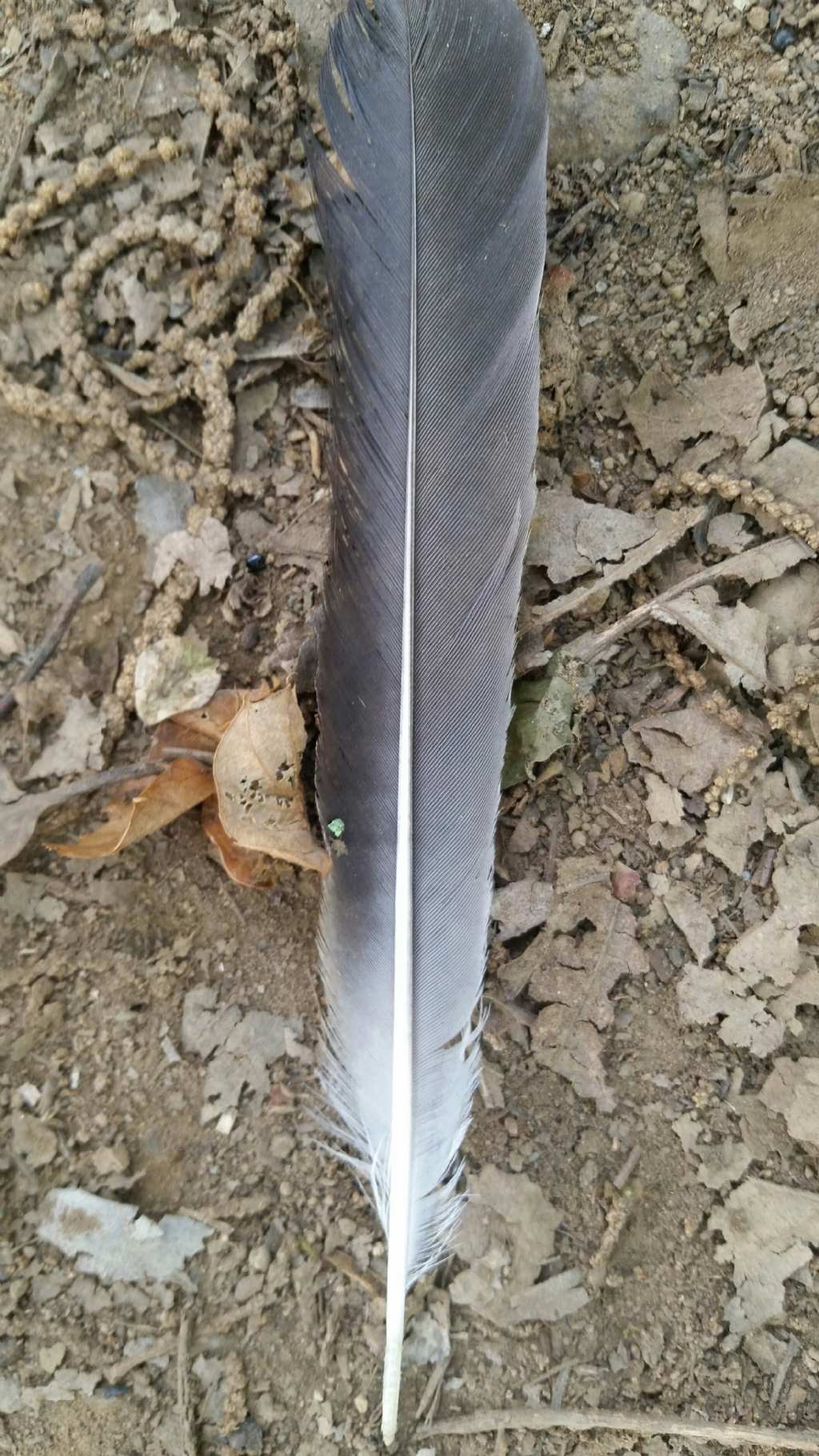 Penna di chi?...di Ghiandaia